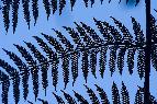Silver Fern Shadow