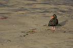 Stewart Island Oystercatcher