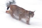 Lynx 01