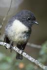 New Zealand Robin 03