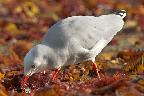 Red Billed Gull