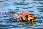 064 zwei Schwimmer