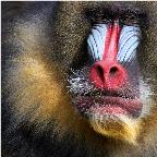 Platz 5 - Bernhard Lang