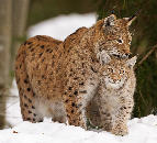 Platz 5 - Ralph Stiller