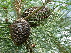 292 Kiefer Fruchtstand