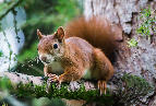Eichhoernchen