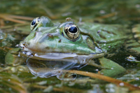 4. Platz - Dieter Ehmann