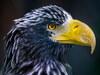 2. Platz - Charlene Smith