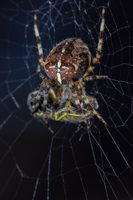 4. Platz - Philipp Roesch