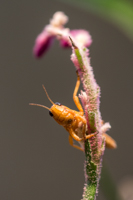 2. Platz - David Meniw