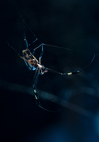 1. Platz - Benedikt Schuhmacher